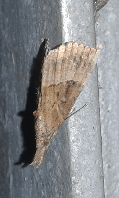 Hypena rostralis (Erebidae)